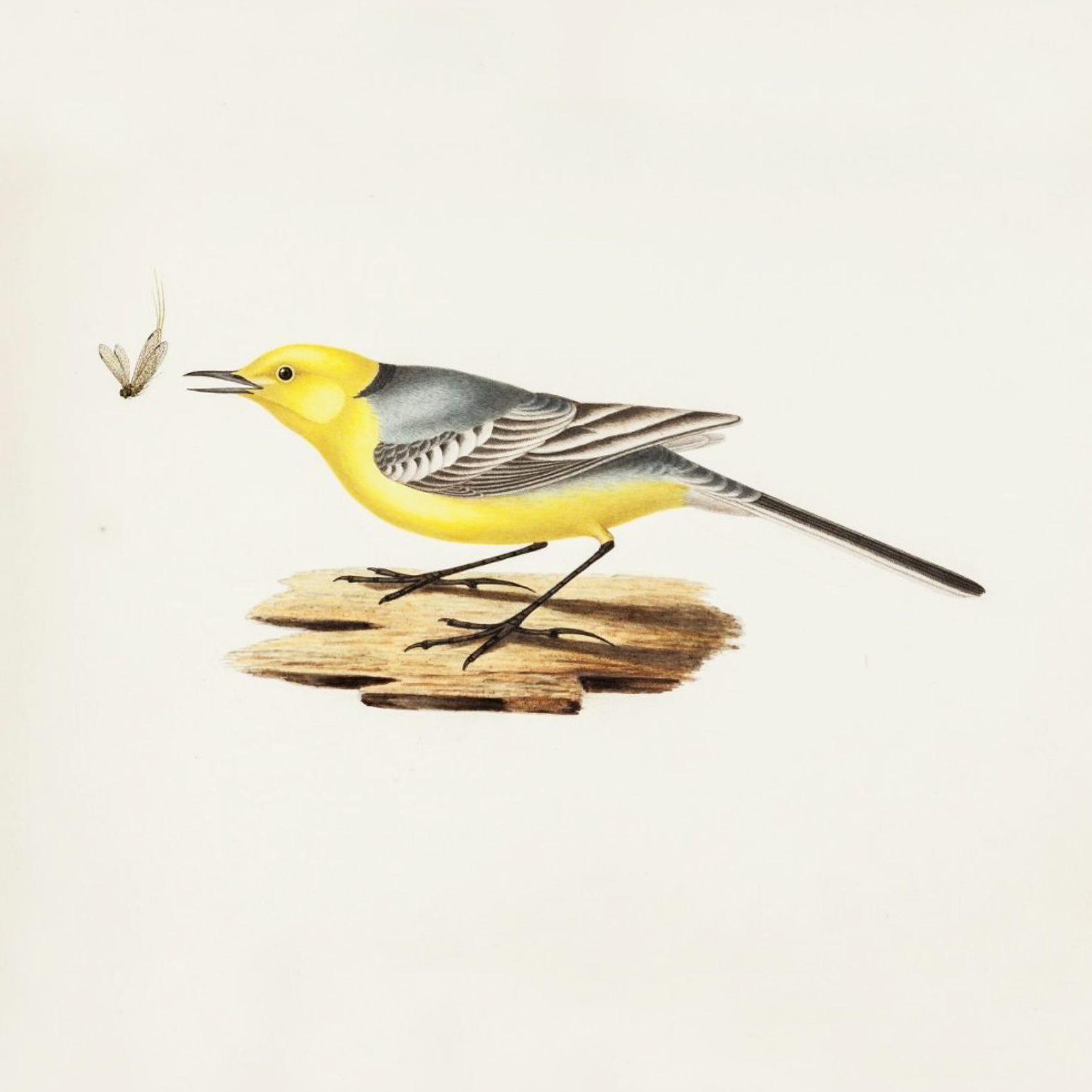 Желтая трясогузка. Лист из альбома «Птички» Борисов П. И. Начало 1840-х гг.